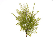 RAMO DE AVENCA 44 CM VERDE