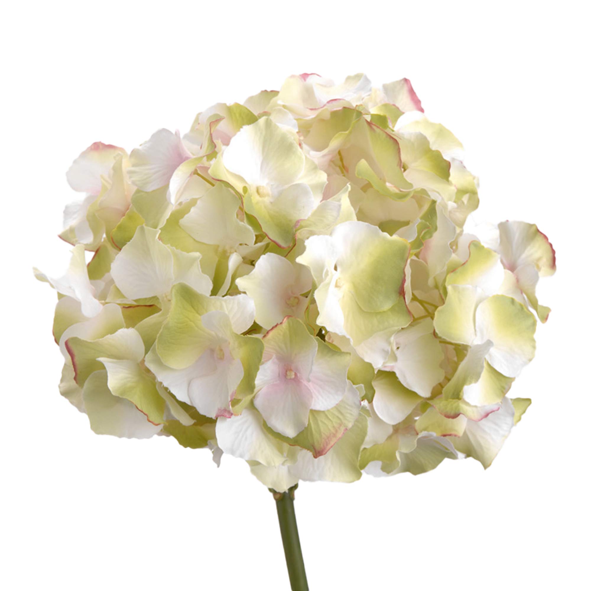HORTÊNSIA ALTONA 47 CM VERDE/ROSA