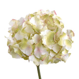 HORTÊNSIA ALTONA 47 CM VERDE/ROSA