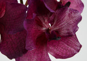 ORQUÍDEA VANDA TESSELLATA 52 CM MALVA
