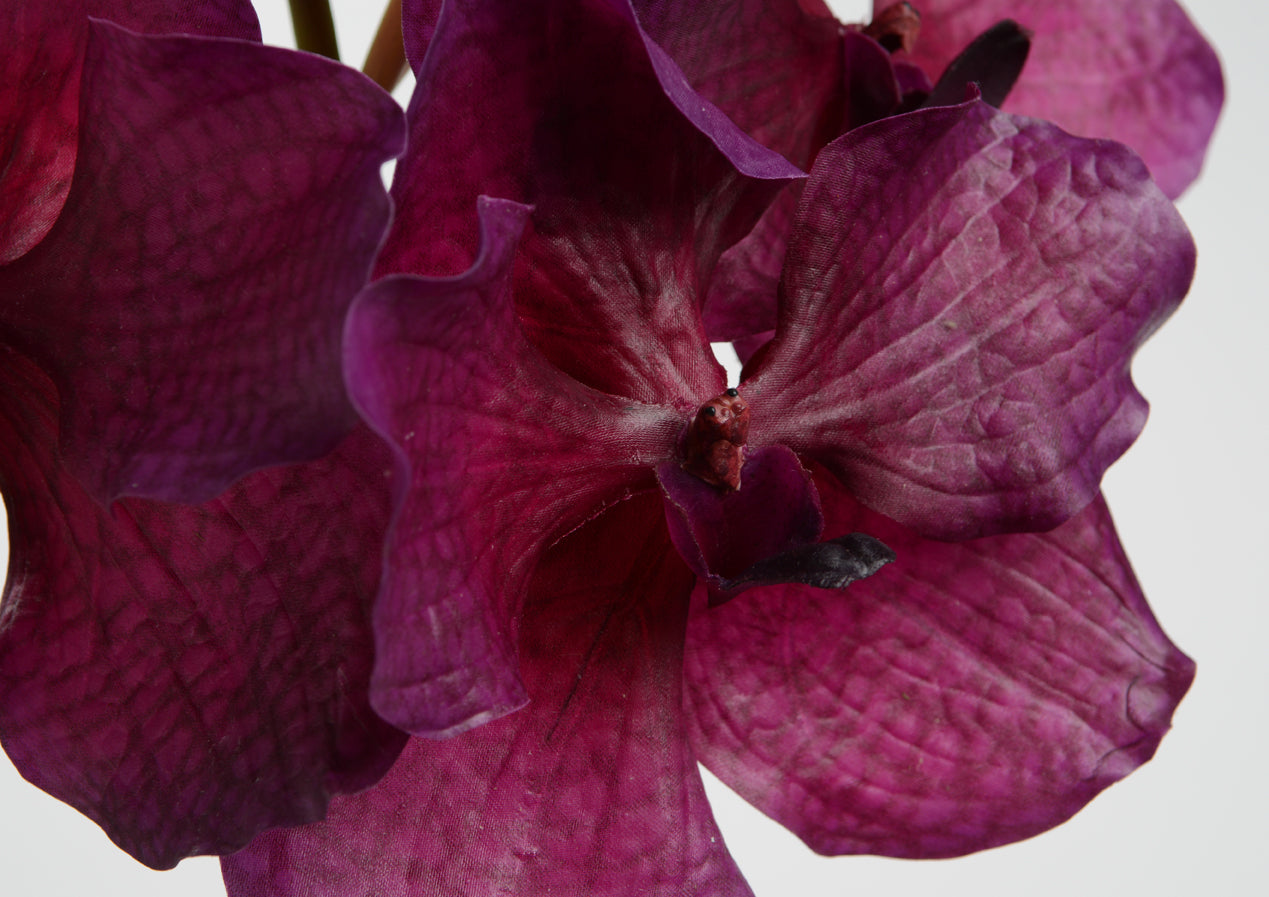 ORQUÍDEA VANDA TESSELLATA 52 CM MALVA