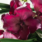 ORQUÍDEA VANDA TESSELLATA 52 CM MALVA