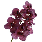 ORQUÍDEA VANDA TESSELLATA 52 CM MALVA