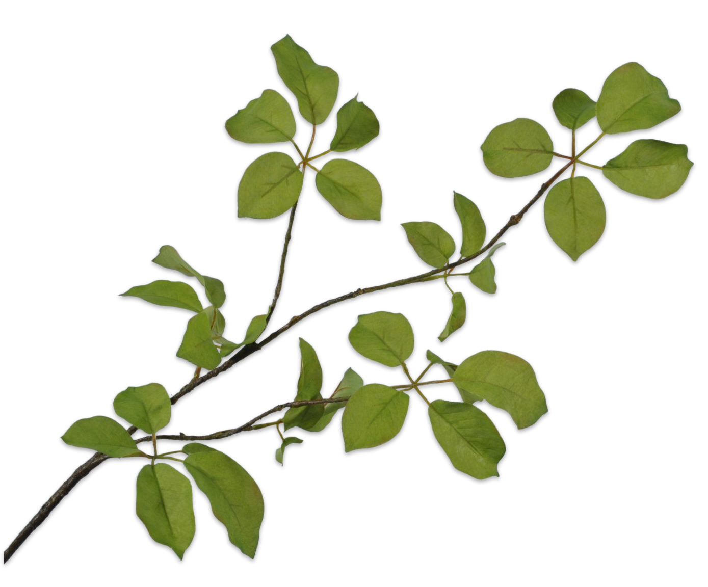 Hoja
