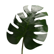 FOLHA DE PHILODENDRON DELICIOSA VERDE