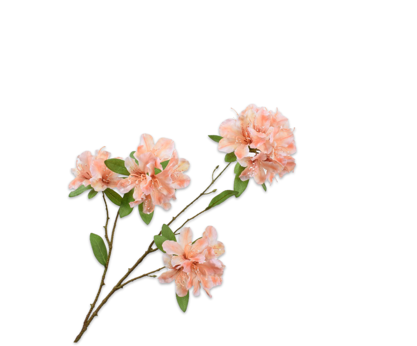 Rhododendron Flower