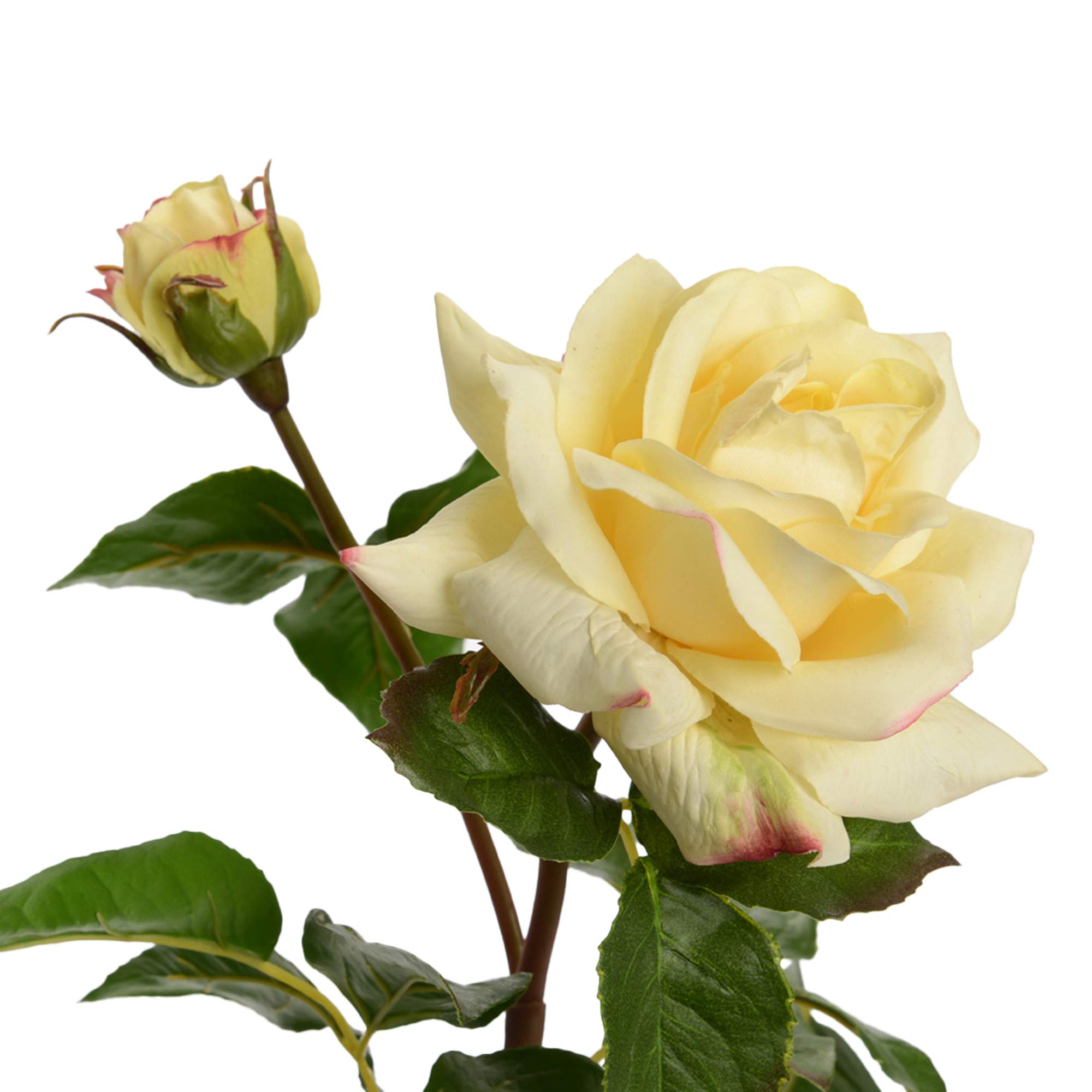 ROSA 53 CM