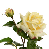 ROSA 53 CM