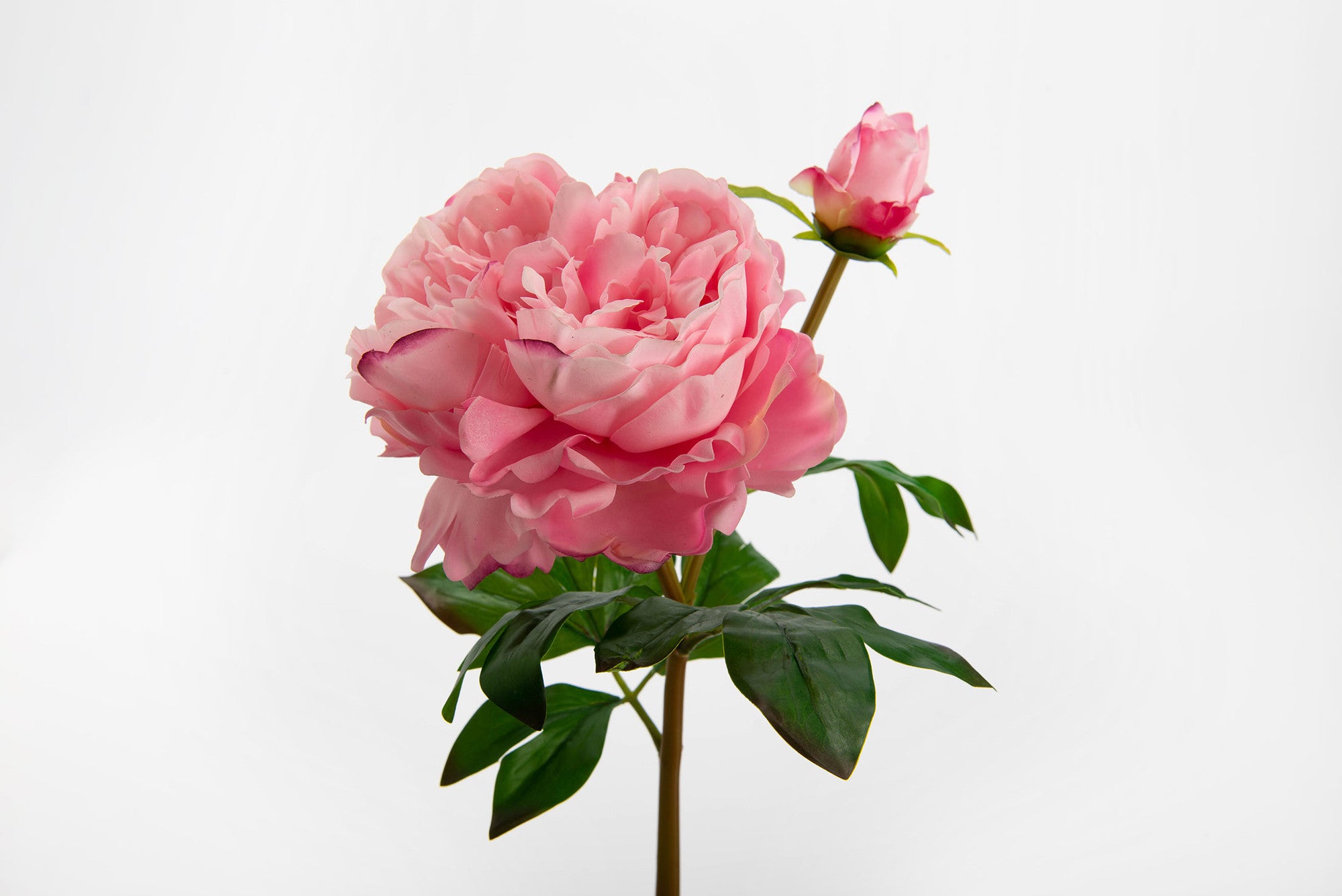 Peony splendor reality h65 r