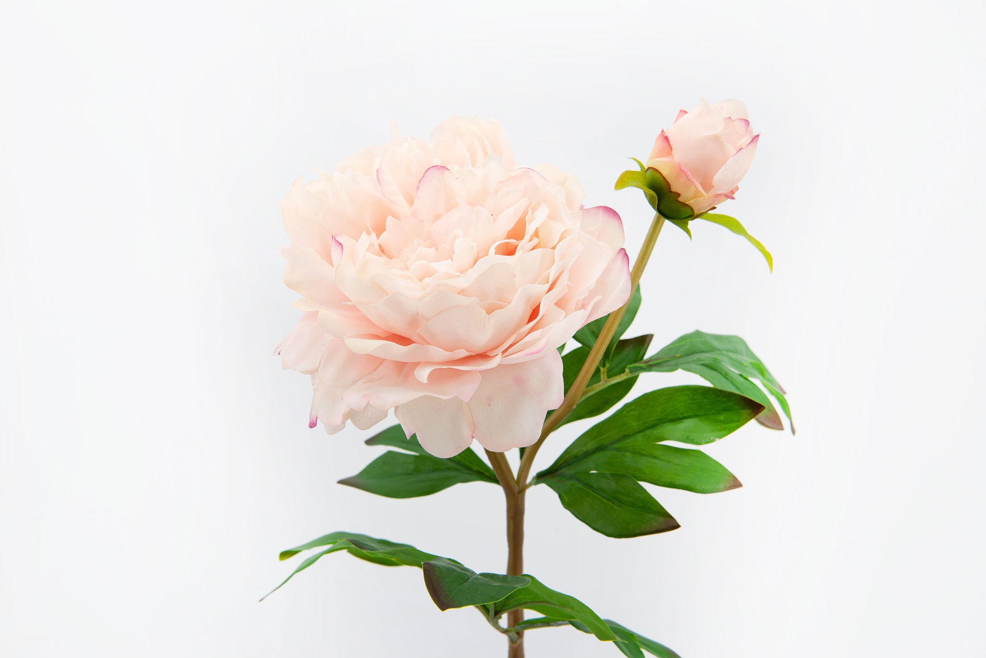 Peony flower