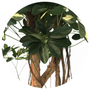 Árvore Artificial Cheflera