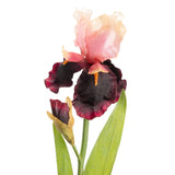 ÍRIS IBÉRICA 66 CM ROSA/BORDEAUX