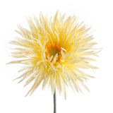 Flor Artificial Gerbera Spider Amarela