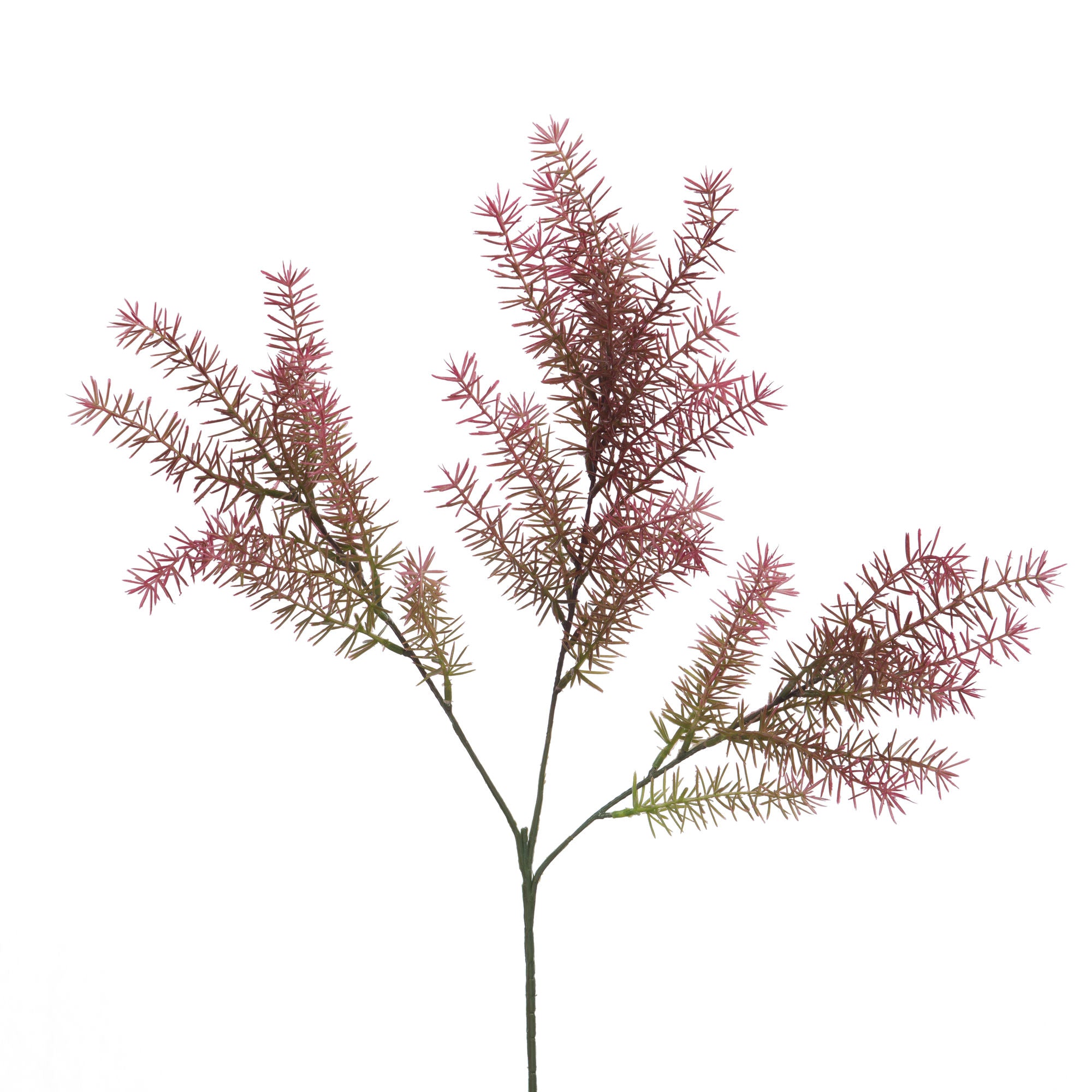 FOLHAGEM ASPARAGUS