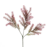 FOLHAGEM ASPARAGUS