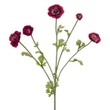 Flor Renoncule Rosa