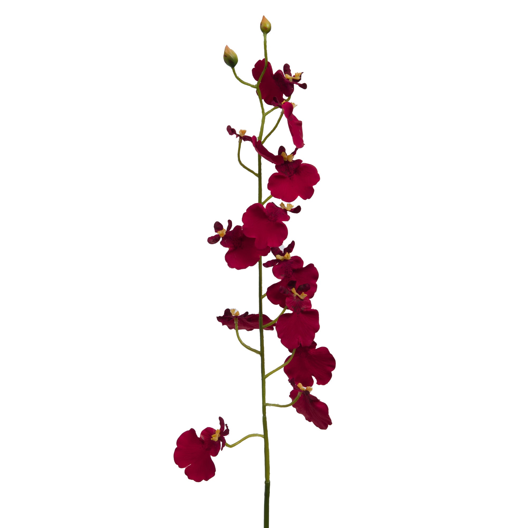 ORQUÍDEA MARIPOSA 60 CM BORDEAUX