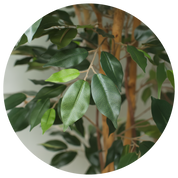 Árvore Artifical Ficus