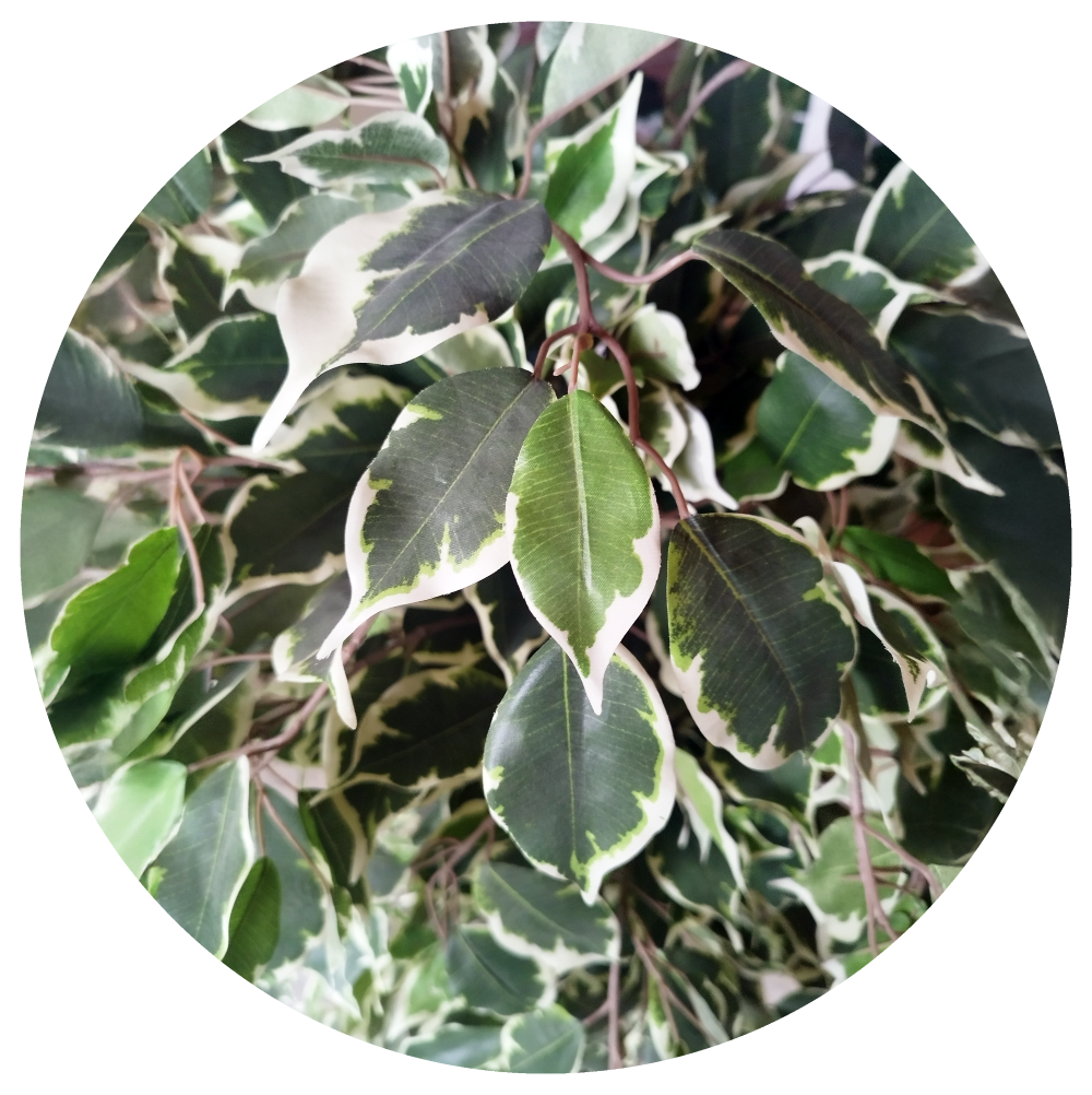 Árvore Artificial Ficus Matizada