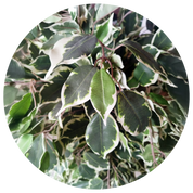 Árvore Artificial Ficus Matizada