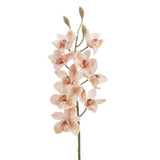 CYMBIDIUM REINA H93 CREME