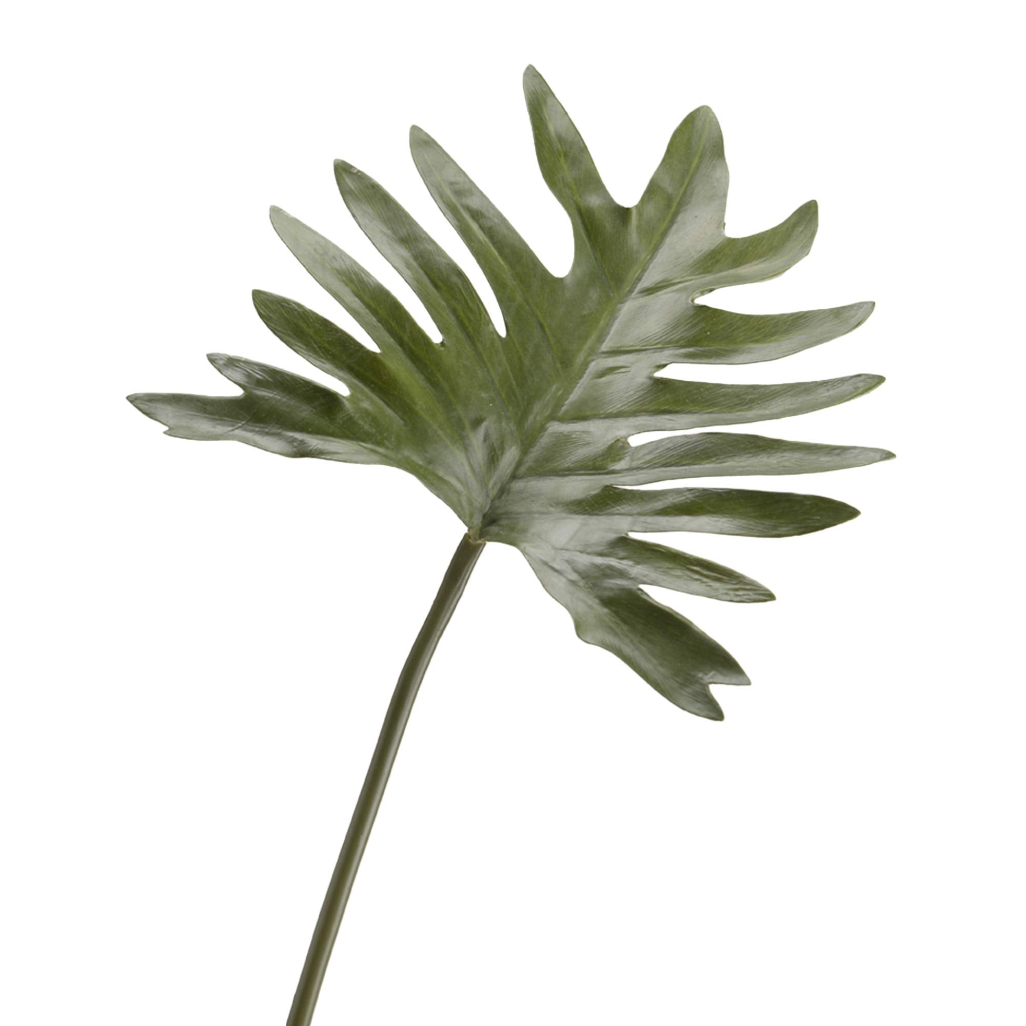 Philo selloum deliciosa