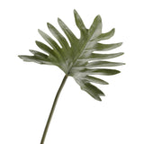 Philo selloum deliciosa