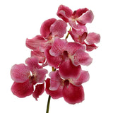 VANDA ROTHSCHILDIANA 60CM RSF
