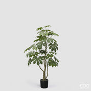 Planta aralia