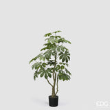 Planta aralia