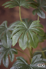 Planta aralia