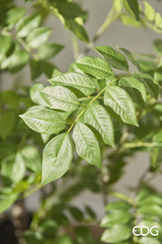 Planta Dalbergia