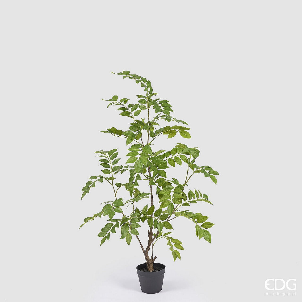 Planta Dalbergia