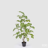 Planta Dalbergia