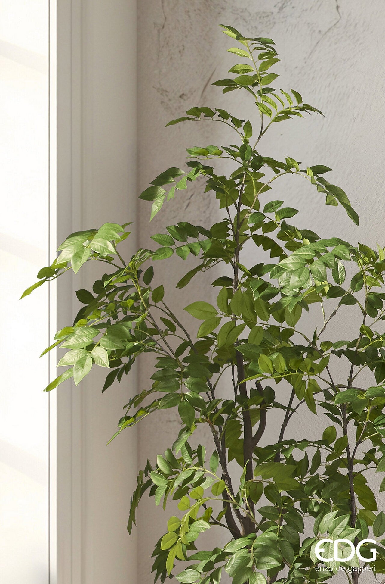 Planta Dalbergia