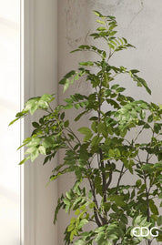 Planta Dalbergia