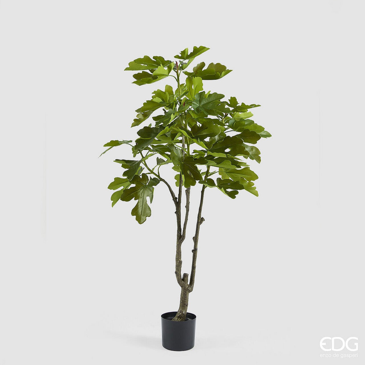 Planta Figueira
