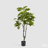 Planta Figueira